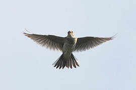 Eurasian Skylark