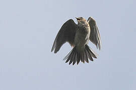 Eurasian Skylark