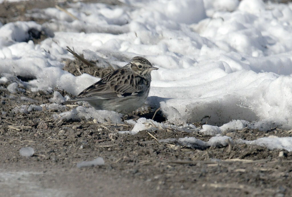 Woodlark