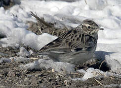 Woodlark