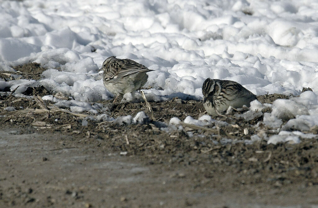 Woodlark