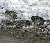 Woodlark