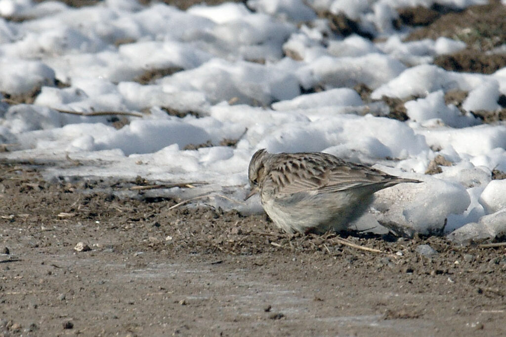 Woodlark