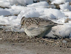 Woodlark