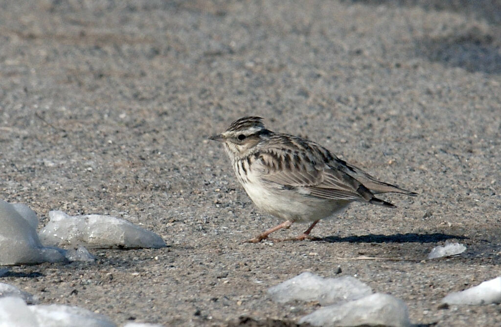 Woodlark