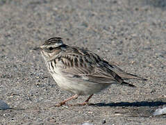 Woodlark