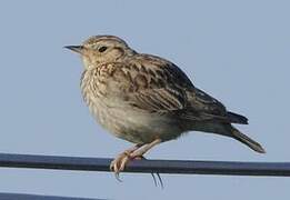 Woodlark