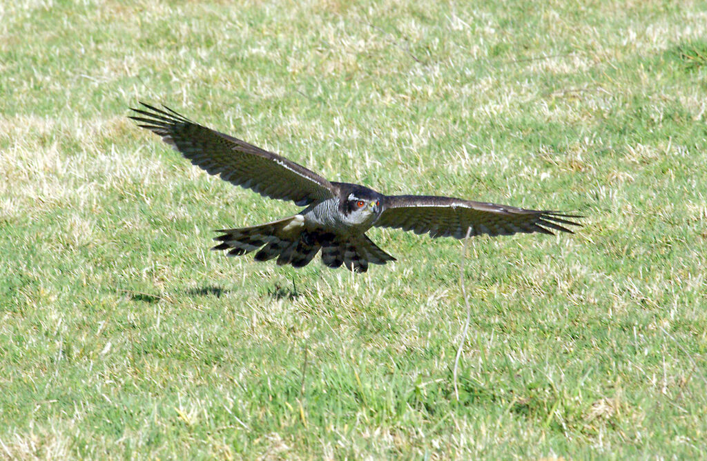 Eurasian Goshawk male adult