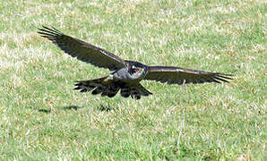 Eurasian Goshawk