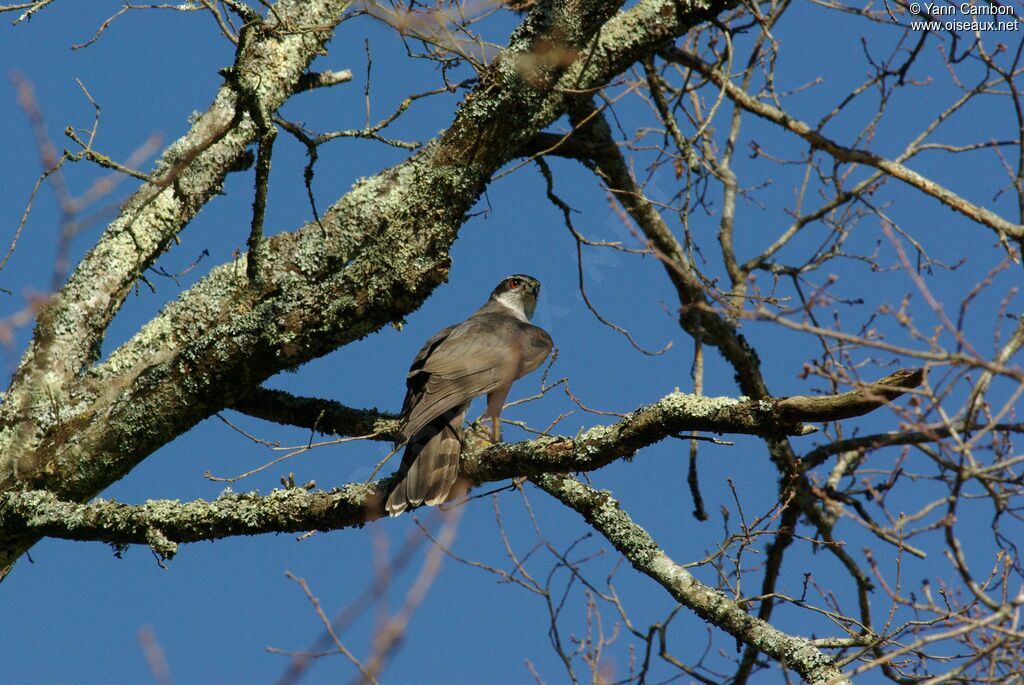 Northern Goshawk male adult post breeding