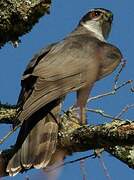 Eurasian Goshawk