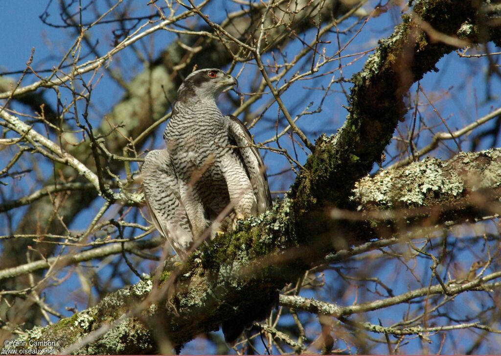 Eurasian Goshawk male adult post breeding