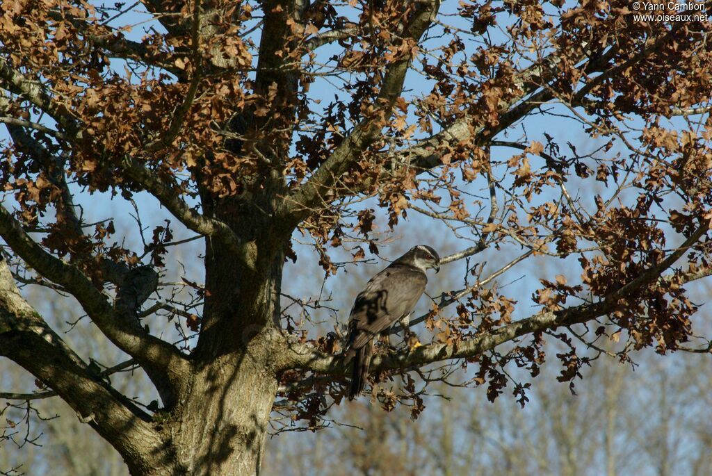 Eurasian Goshawk male adult post breeding