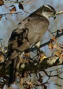 Eurasian Goshawk