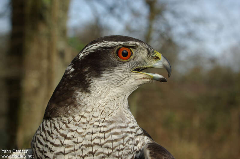 Northern Goshawk male adult post breeding, close-up portrait