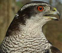 Eurasian Goshawk