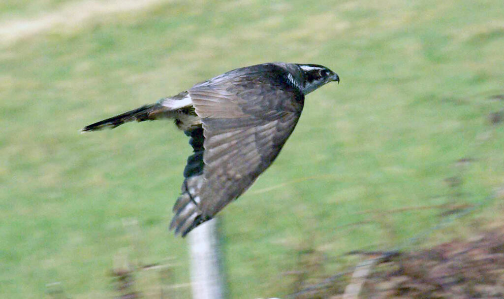 Northern Goshawk male adult