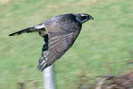 Eurasian Goshawk