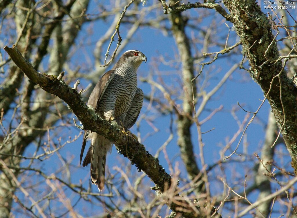 Eurasian Goshawk