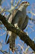 Eurasian Goshawk