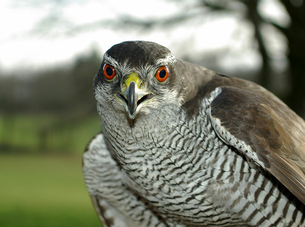 Eurasian Goshawk male adult