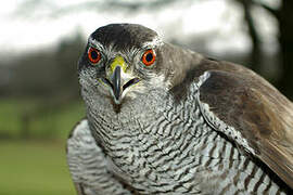 Eurasian Goshawk