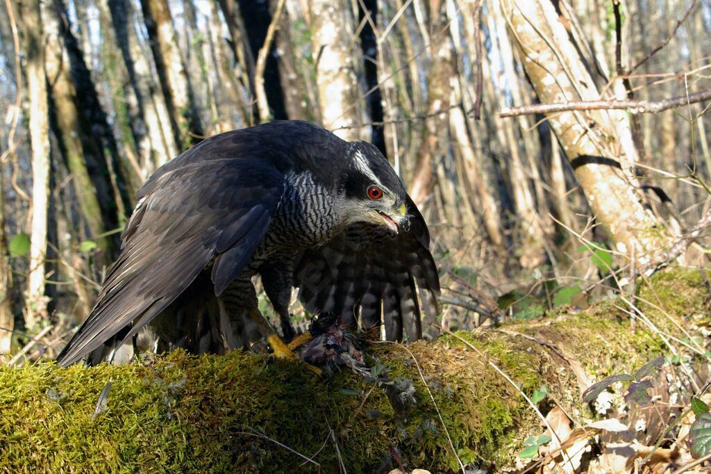 Eurasian Goshawk male adult