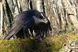 Eurasian Goshawk