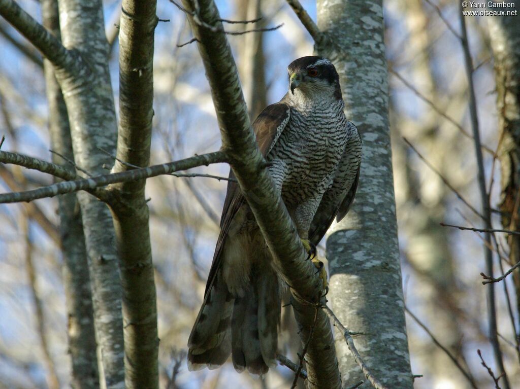 Northern Goshawk male adult post breeding