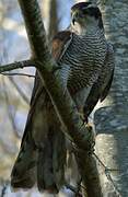 Eurasian Goshawk