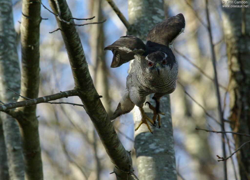 Eurasian Goshawk male adult post breeding