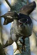 Eurasian Goshawk