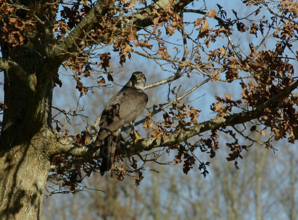 Northern Goshawk male adult post breeding