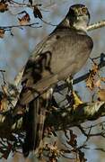 Eurasian Goshawk