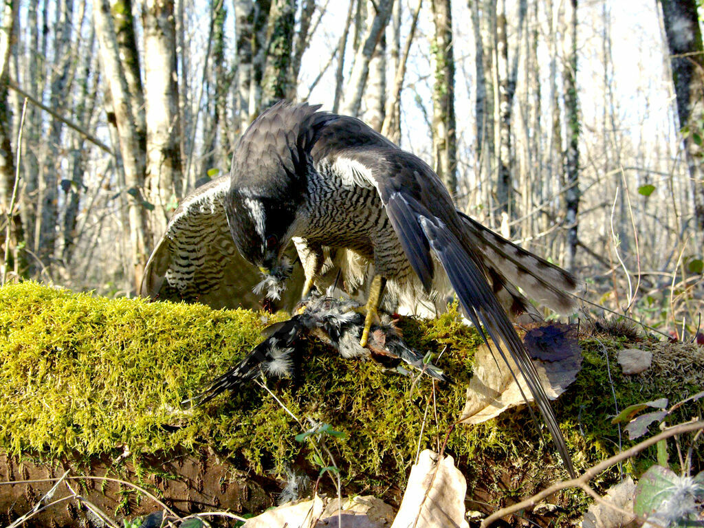 Northern Goshawk male adult