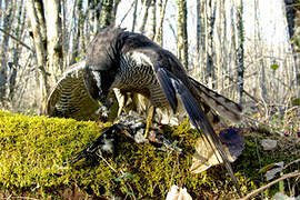 Eurasian Goshawk