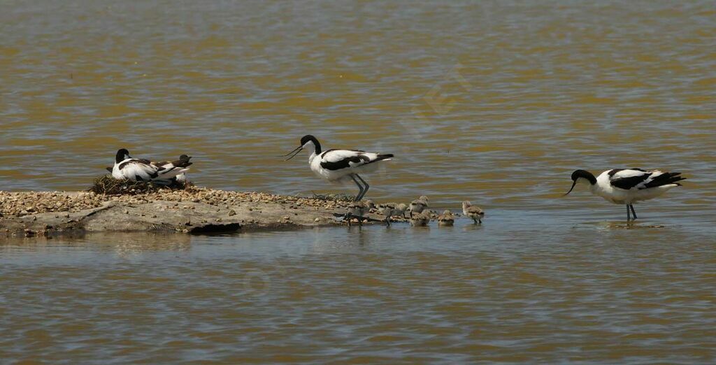 Pied Avocet