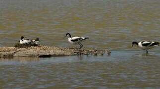 Avocette élégante