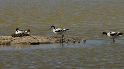 Avocette élégante