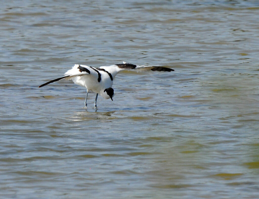 Avocette élégante