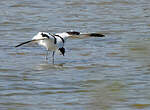 Avocette élégante