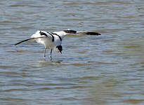 Avocette élégante