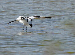 Pied Avocet