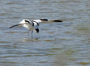 Avocette élégante