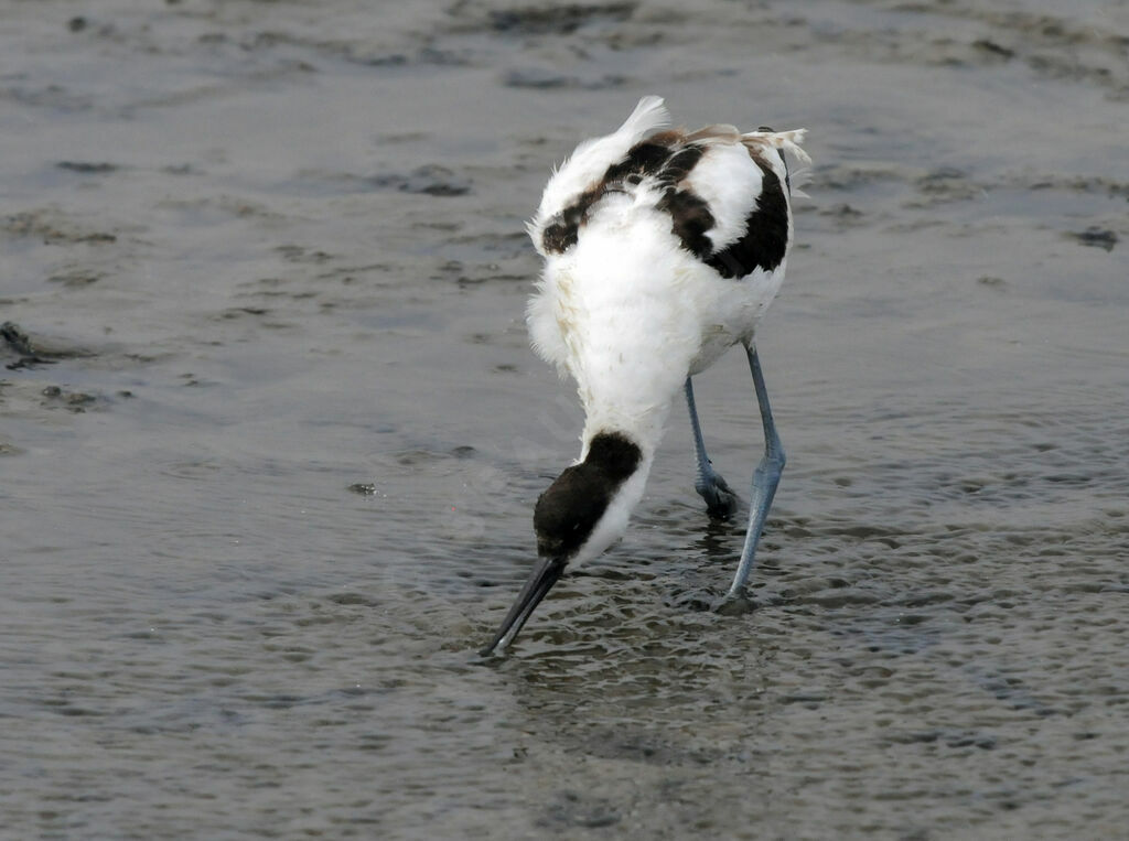 Avocette élégante