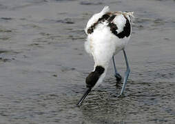 Pied Avocet