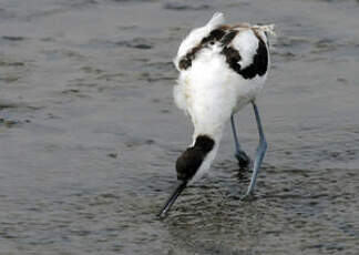 Avocette élégante