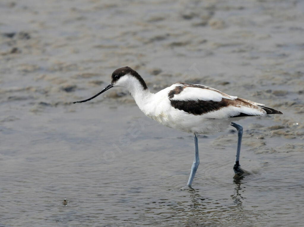 Avocette élégante