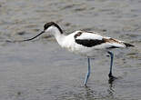 Avocette élégante