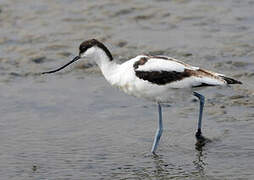 Pied Avocet